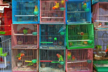 Colorful parrots and lovebirds in stacked, vibrant cages at the Yuen Po Street Bird Garden in Hong Kong, a cultural hotspot for bird enthusiasts and avian trade clipart