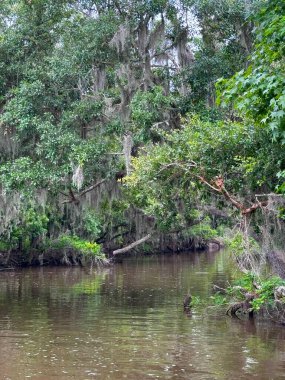 Louisiana, New Orleans yakınlarındaki dar bir bataklık kanalı. Yosun kaplı ağaçlar ve yoğun yeşilliklerle kaplı. Huzurlu ve tenha bir sulak arazi ortamı yaratıyor.