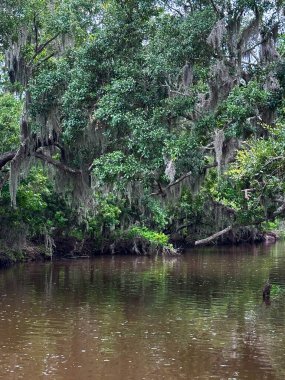 Calm bayou channel near New Orleans, Louisiana, surrounded by moss-draped trees and dense greenery, reflecting in the still, murky waters clipart