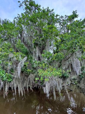 Moss-covered trees with dense green foliage overhanging calm bayou waters near New Orleans, Louisiana, creating a tranquil wetland scene clipart