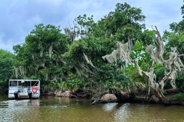 Bayou cruise boat navigating a narrow waterway near New Orleans, Louisiana, with moss-covered trees and dense greenery lining the tranquil riverbank clipart