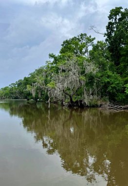 New Orleans, Louisiana yakınlarındaki sakin bataklık sularına yansıyan yosun kaplı ağaçlar nehir kıyısı boyunca yoğun yeşillikler ve yukarıda bulutlu bir gökyüzü..