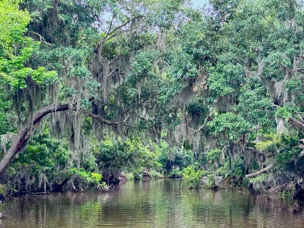 Narrow bayou waterway near New Orleans, Louisiana, surrounded by moss-draped trees and dense green vegetation, creating a lush, tranquil wetland environment