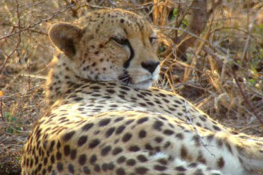 Close-up of a resting cheetah lying on dry grass with its head turned, spotted fur illuminated by warm natural light in the Phinda Game Reserve, South Africa clipart