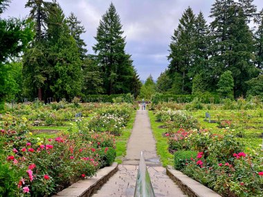 Portland, Oregon, ABD - 9 Eylül 2024: Washington Park 'taki Uluslararası Gül Test Bahçesi canlı gül yatakları, manikürlü yollar ve yemyeşil gökdelenlerle çevrili