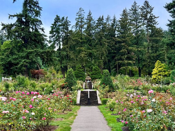 Портленд, штат Орегон, США - 9 сентября 2024 года: Международный сад для испытаний роз в парке Вашингтона, в котором есть живые розовые клумбы, ухоженные дорожки и пышная зелень, окруженная игрушками.