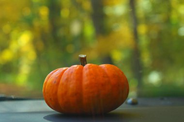 Küçük turuncu bir balkabağı, sonbahar altın renkli ağaçlarla dolu bir arabanın ön panelinde duruyor. Sonbaharın esansını simgeleyen yumuşak bir bokeh zemin oluşturuyor.