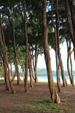 Dense grove of tall trees with trunks leaning at angles, overlooking the beach and ocean in Waimanalo, Oahu clipart