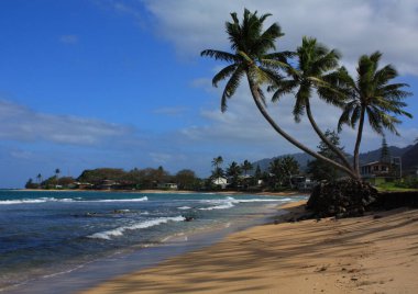 Hawaii, Oahu adasındaki Punaluu Sahili 'nin kumlu sahillerine eğilmiş kavisli palmiye ağaçları, yumuşak okyanus dalgaları ve mavi gökyüzü.