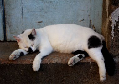 Beyaz ve siyah kedi, eski dokulu bir duvarda, kabuk soyulmuş mavi ahşap bir kapıya karşı yıpranmış bir kapı eşiğinde uyuyorlar.