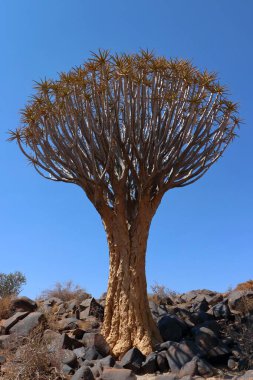 Keetmanshoop, Namibya yakınlarındaki Quiver Ağaç Ormanı 'nın kurak manzarasında dalları bükülmüş bir ağaç dimdik ayakta duruyor.