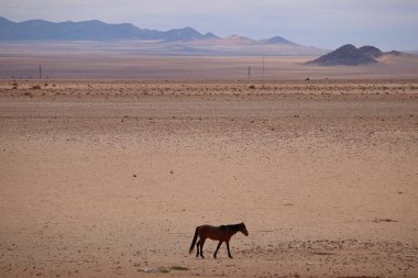 Namib Çöl Atı Namibya 'daki Namib Çölü' nün kurak ve kayalık arazisinde yürüyor. Bulutlu bir gökyüzünün altındaki uzak dağlar bu uzak bölgenin sert ama uçsuz bucaksız manzarasını vurguluyor.