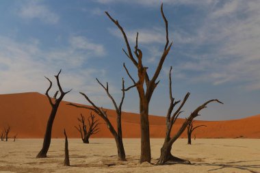 Deadvlei, Sossusvlei, Namibya 'da büyük bir çöl manzarası. Etrafında kırmızı kum tepecikleri ve mavi gökyüzünün altında dağılmış ölü deve dikeni ağaçlarıyla çevrili beyaz bir kil tavası var.