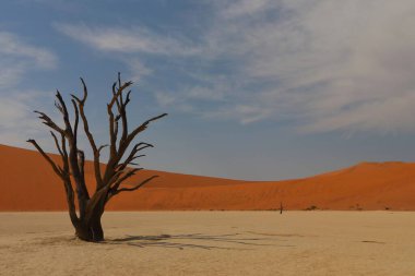 Deadvlei, Sossusvlei, Namibya 'da büyük bir çöl manzarası. Etrafında kırmızı kum tepecikleri ve mavi gökyüzünün altında dağılmış ölü deve dikeni ağaçlarıyla çevrili beyaz bir kil tavası var.