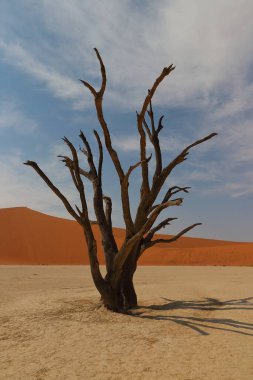 Deadvlei, Sossusvlei, Namibya 'da büyük bir çöl manzarası. Etrafında kırmızı kum tepecikleri ve mavi gökyüzünün altında dağılmış ölü deve dikeni ağaçlarıyla çevrili beyaz bir kil tavası var.