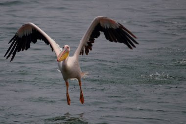 Büyük beyaz bir pelikan, geniş kanatları ile Swakopmund, Namibya yakınlarındaki su üzerinde uçar ve okyanus zeminine karşı sarı gagasını ve pembemsi tüylerini gösterir.