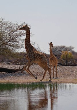 İki çita Namibya 'da bir ağacın gölgesinde dinleniyor. Biri uzanmış, diğeri ise kırmızı kumların üzerinde dikiliyor.