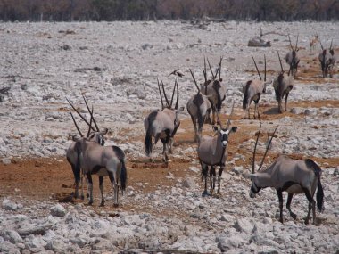 Bir Afrika antilobu sürüsü Namibya 'nın kayalık arazisinde otlar. Uzun düz boynuzları kurak arazide çarpıcı bir siluet oluşturur.