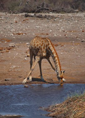 Genç bir zürafa, Namibya 'daki sığ bir su birikintisinden su içmek için bacaklarını geniş bir alana yayar. Etrafı parlak bir gökyüzünün altında dağınık bitki örtüsüyle kaplı kayalık bir araziyle çevrilidir.