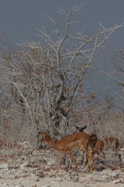 Kuru Namibya çalılıklarında yapraksız ağaçlar ve seyrek bitki örtüsüyle yürüyen küçük bir kazık grubu kurak ovalara karışıyor.