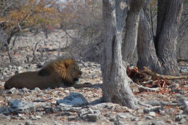 Namibya 'da kayalık zeminde uzanan erkek bir aslan, bir zebra leşinin kalıntılarının yanında, kurak bir ovada, kalın yeleli ve güçlü bir bedene sahiptir.