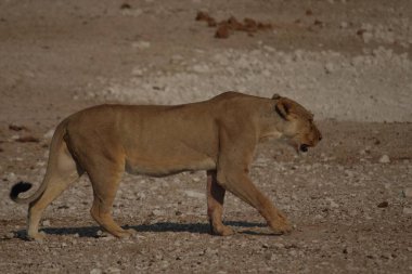 Kurak Namibya topraklarında yürüyen bir dişi aslan, kaslı vücudu ve odaklanmış bakışları, Afrika ovalarında baskın bir yırtıcı olarak rolünü yansıtıyor.