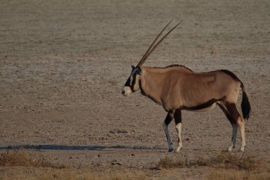 Namibya 'nın kurak ovalarında yürüyen bir antilop, uzun, düz boynuzları ve uçsuz bucaksız, kuru manzaraya karşı duran siyah-beyaz yüz işaretleri.