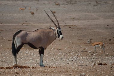 Namibya 'nın kurak ovalarında yürüyen bir antilop, uzun, düz boynuzları ve uçsuz bucaksız, kuru manzaraya karşı duran siyah-beyaz yüz işaretleri.