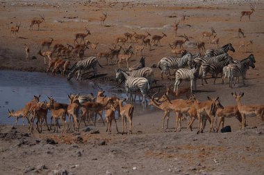 Büyük bir zebra ve antilop sürüsü Namibya 'daki çamurlu bir su birikintisinde toplanmış öğlen güneşinde kurumuş, çatlamış toprakta içip kaynaşıyorlar.