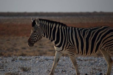 Akşamüstü vakti Namibya 'da beyaz çakıl arazisinde yürüyen bir zebra, belirgin siyah ve beyaz çizgileriyle kuru ve açık bir araziye zıt düşer.