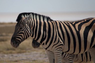 İki zebra kuru çayırlarda yan yana durur. Bir zebra kısmen gizlidir. Optik bir illüzyon etkisiyle diğerinin çizgili vücuduna karışır.
