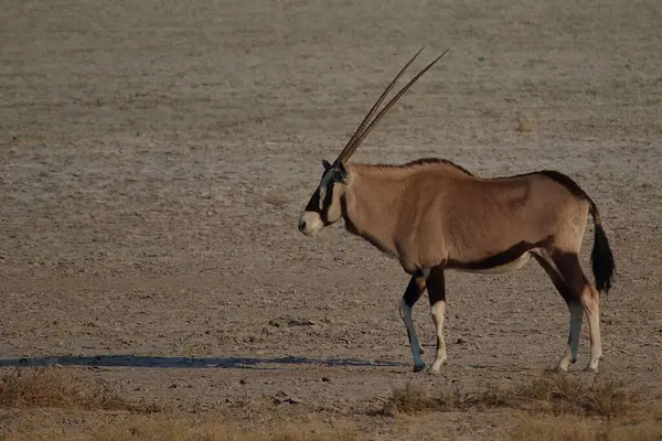 Namibya 'nın kurak ovalarında yürüyen bir antilop, uzun, düz boynuzları ve uçsuz bucaksız, kuru manzaraya karşı duran siyah-beyaz yüz işaretleri.