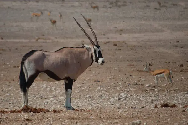 Namibya 'nın kurak ovalarında yürüyen bir antilop, uzun, düz boynuzları ve uçsuz bucaksız, kuru manzaraya karşı duran siyah-beyaz yüz işaretleri.
