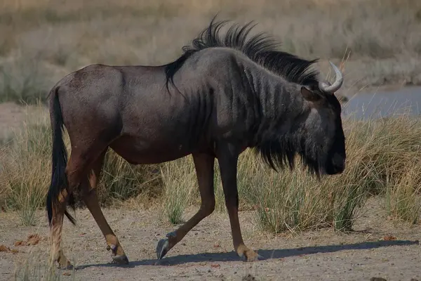 Namibya 'da bir su birikintisinin yanında, parlak gün ışığında sallanan kasları ve yelesi ile tek başına yürüyen bir antilop..