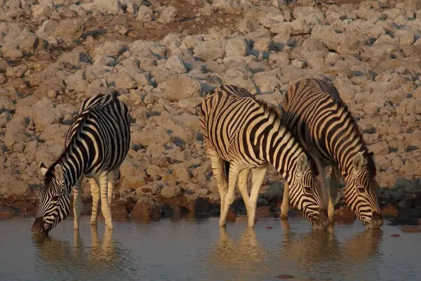 Namibya 'da üç zebra, gün batımının ılık ışığında kayalık bir su birikintisinde su içiyorlar. Sakin yüzeyde temiz yansımalar ve arka planda kuru taşlar var.