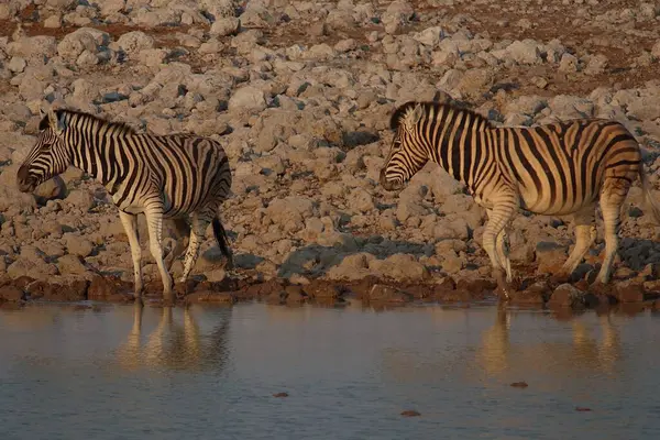 Namibya 'da iki zebra gün batımında bir su birikintisinin kayalık kenarında yürüyorlar, yansımaları sakin suda ve sıcak ışıkta çizgili paltolarını aydınlatıyorlar.
