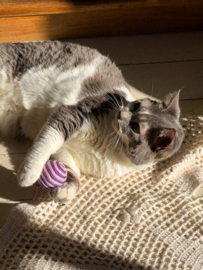 A relaxed house cat with a gray and white coat enjoys basking in the warm sunshine while happily holding a small purple-striped toy ball on a crocheted blanket.