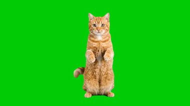 Yeşil ekranda izole edilmiş evcil bir kedi. Video düzenleme, evcil hayvan içeriği, veterinerlik promosyonları ve eğitim animasyonlarında krom anahtar kullanımı için ideal, 