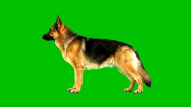 Yüksek kalite gerçekçi Alman çoban köpeği animasyonu kolay krom anahtar düzenleme için yeşil ekran arka planında izole edildi. Filmler, reklamlar, polis projeleri, evcil hayvan içeriği ve görsel efektler için ideal. Kusursuz bütünleşme için mükemmel. 