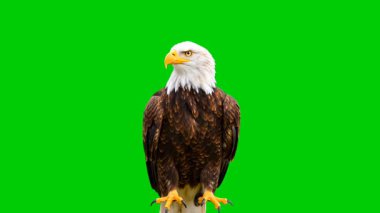 Yeşil ekran arka planında izole edilmiş gerçekçi kartal animasyonu. Krom anahtar düzenleme, vahşi yaşam belgeselleri, doğa projeleri, kuş animasyonları, eğitim içeriği ve sinematik VFX için mükemmel.