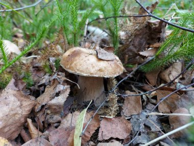 orman içinde büyüyen mantar