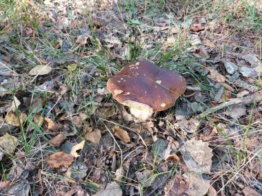 Ormandaki kahverengi bir mantarın yakın plan çekimi.