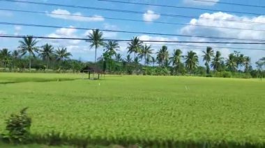 Hindistan cevizi ağaçları ve bulutlu mavi gökyüzü manzaralı Manzara Endonezya 'daki tren penceresinden alındı