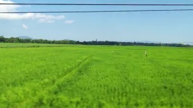 Berrak Gök Altında Yeşil Pirinç Tarlaları Tropikal Tarım Bölgesinde Hareket Eden Trenden Çekildi