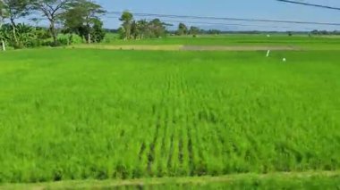 Hareket halindeki bir trenden alınmış Geniş Yeşil Çeltik Tarlaları ve Kırsal Manzara Görüntüsü