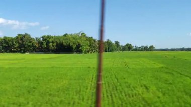 Yeşil Pirinç Tarlaları ve Tropikal Manzara Açık Mavi Gökyüzü Altındaki Pencereden Bakıldı