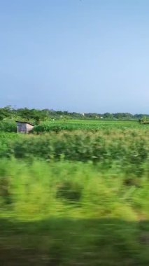 Geniş Açık Pirinç Tarlaları Tropikal Kırsal Bölgedeki Hızlı Tren Yolculuğu Filmcilik Alanından Görüldü