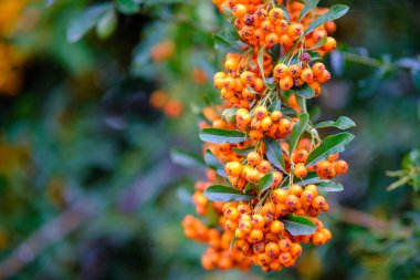 Güzel bir demet canlı portakal meyvesi güçlü bir ağaç dalına asılıyor, yumuşak esintide usulca sallanıyor.