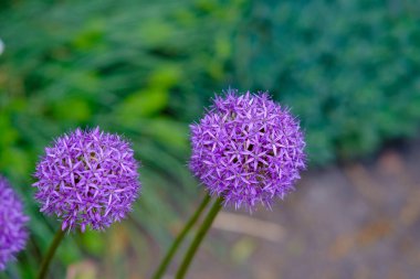 Burada iki çarpıcı mor çiçeğin detaylı yakın çekimini canlı, yeşil bir arkaplana karşı sergilenen güzelliği görüyoruz.