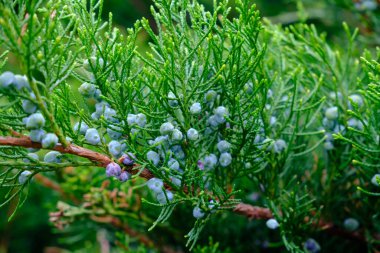 Güzel mavi böğürtlenlerin bulunduğu bir ağaç dalının yakın görüntüsü, dalına canlı bir renk katıyor.